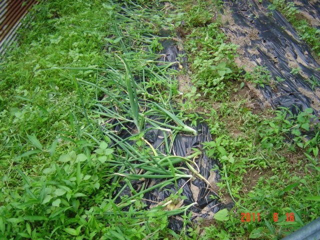 http://ww41.tiki.ne.jp/~inakagurasi/kateisaien/201106046.jpg
