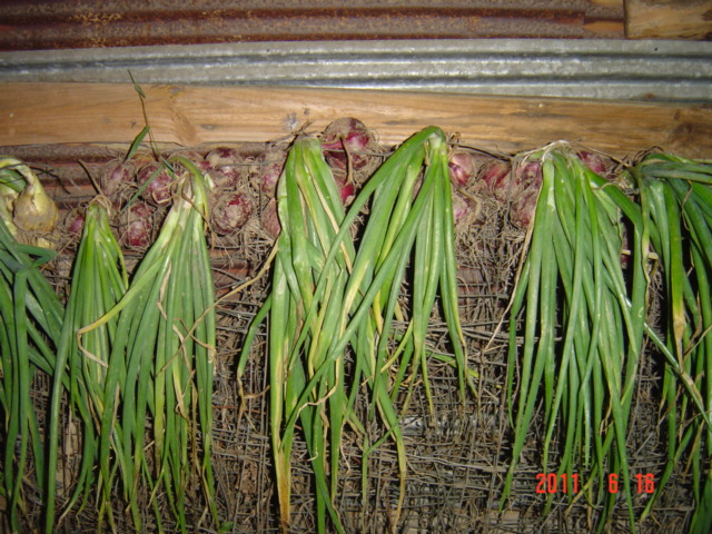 http://ww41.tiki.ne.jp/~inakagurasi/kateisaien/201106047.jpg